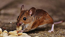 Find Exterminators in Hopewell City County